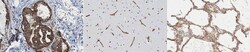 MilliporeSigma Integrin beta-1 (CD29), Mouse, Unlabeled, Clone: 13C4.1,